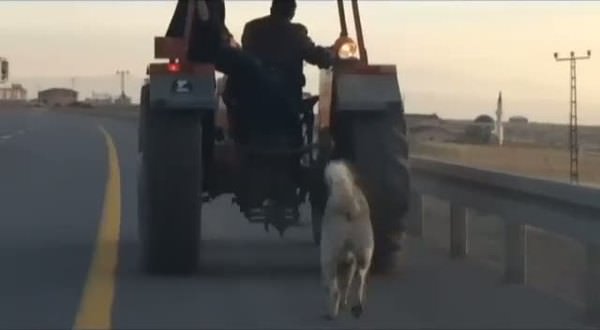 Köpeğini traktörün arkasına bağlayarak götürdü
