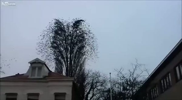 Ağaçta toplanan kuş sürüsü herkesi şaşırtı!
