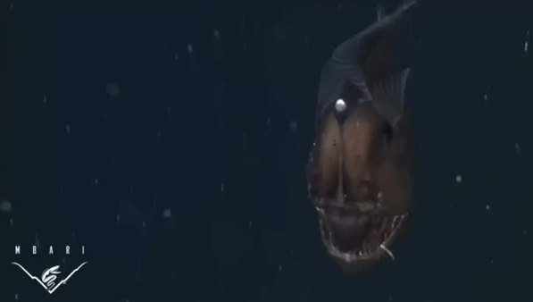 Okyanusun en korkunç balığı böyle görüntülendi