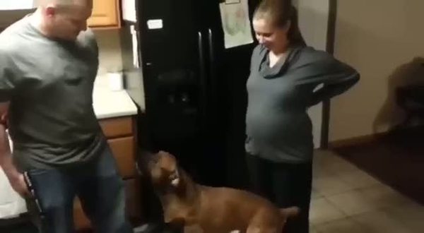 Anne karnındaki bebeği koruyan köpek
