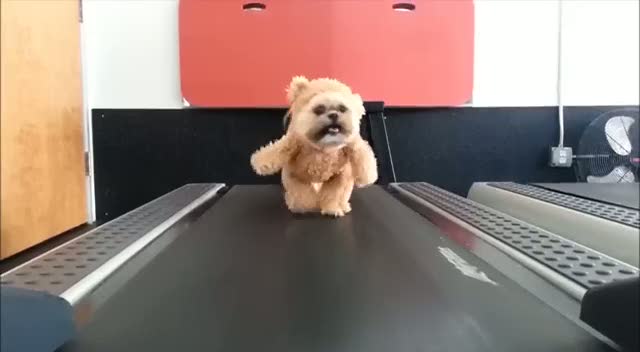 Köpeğe oyuncak ayı kostümü giydirdiler