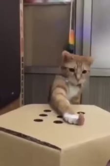 Sevimli kedi ne yapacağını şaşırdı