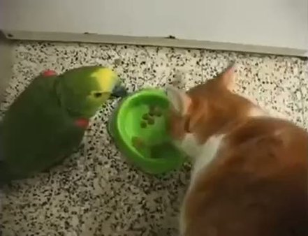 Papağan ve kedinin komik kavgası