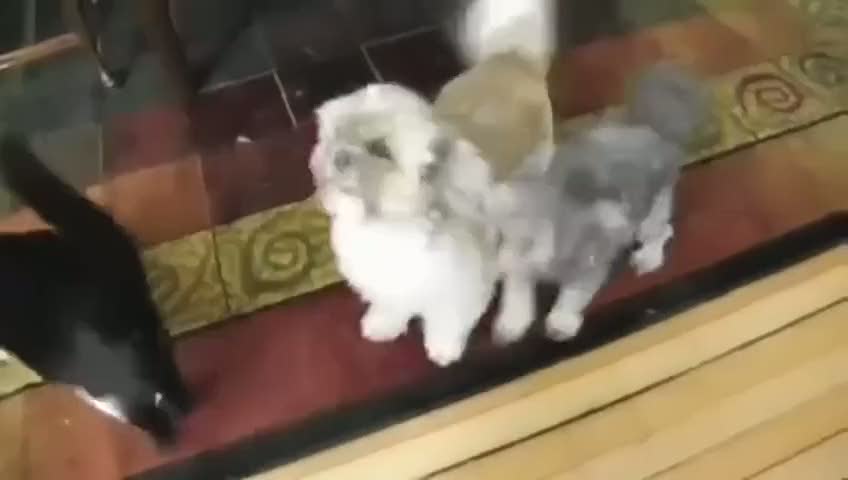 Çığlık atarak izlenme rekoru kıran köpek