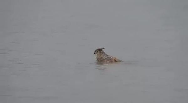 Kurbağalama yüzmeye çalışan baykuş