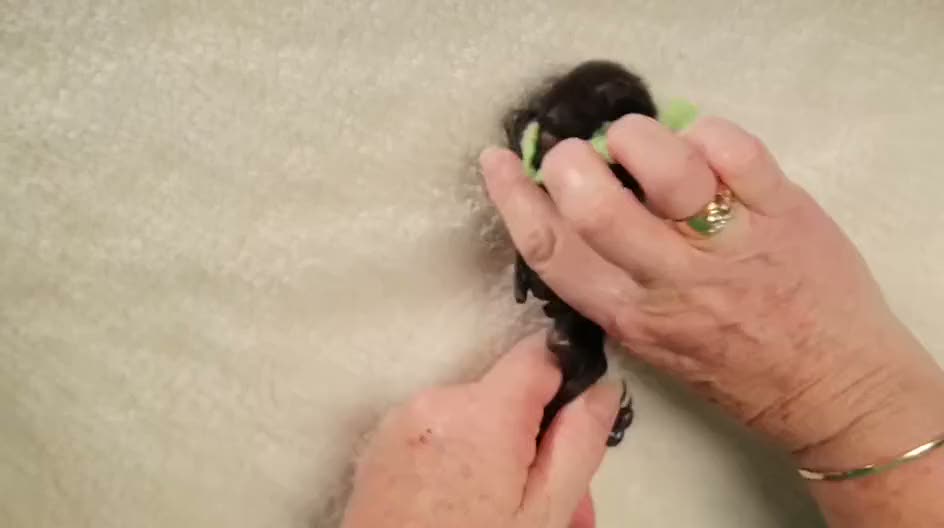 Bu yarasalara bayılacaksınız