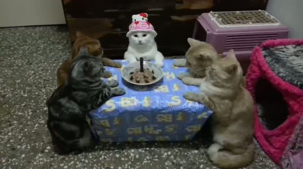 Bu kediler doğum günü partisi yapıyor