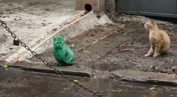 Yeşil renkli sokak kedisi şok etti