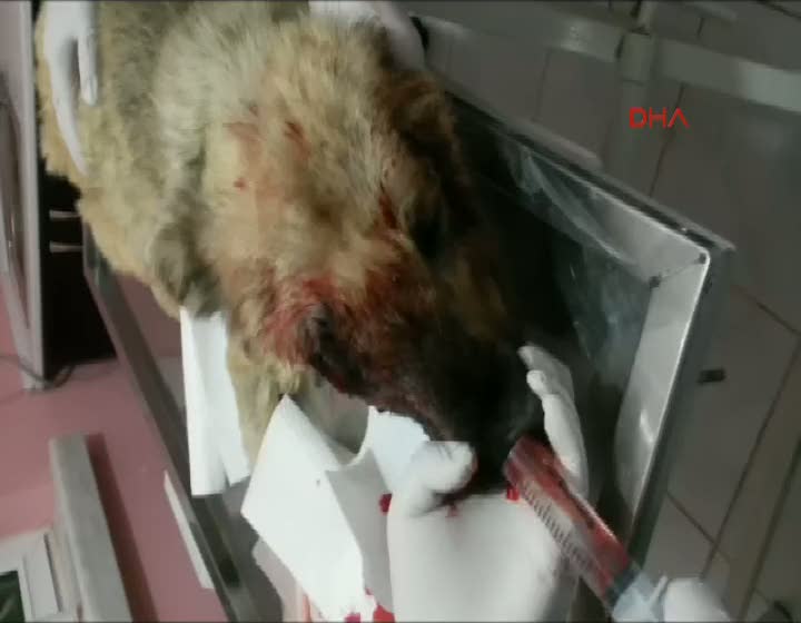 İnsanlık dışı olay çivili sopayla dövdüler