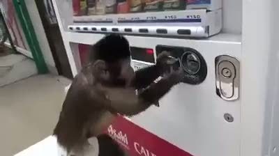 Akıllı maymun makineden içecek alıyor