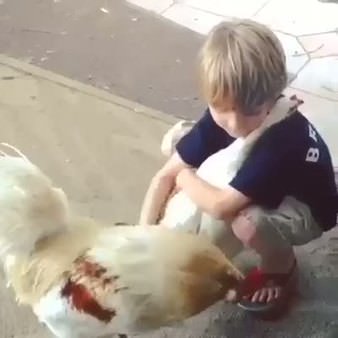 Sevimli tavuk çocuğa sarılıyor