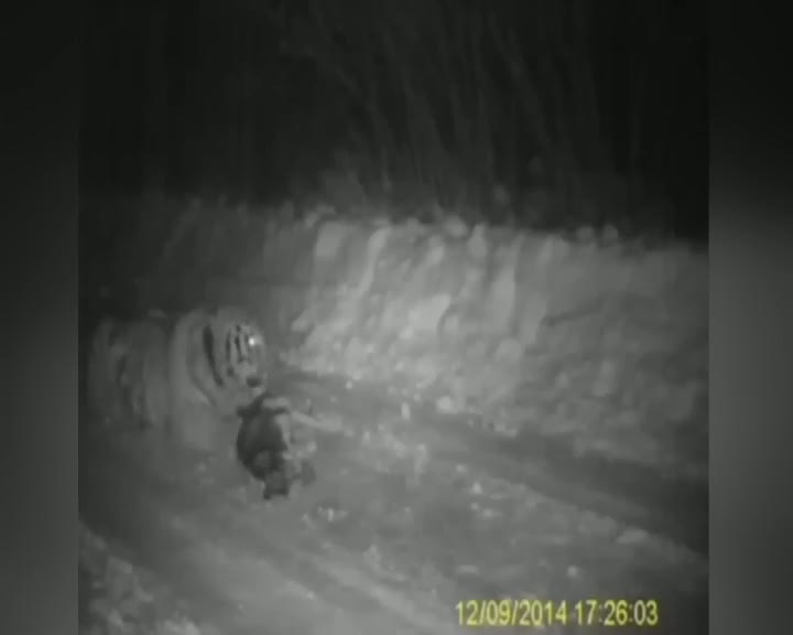 Vladimir Putin'in kaplanı köpeği böyle yedi