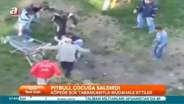 Kosova'da pitbull dehşeti, bu kez çocuğa saldırdı