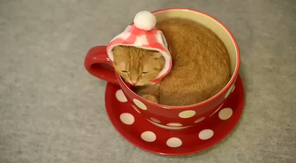 Çay bardağını mesken edinen sevimli kedi