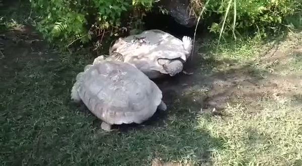 Arkadaşı ters dönünce kaplumbağa herkesi şaşırttı