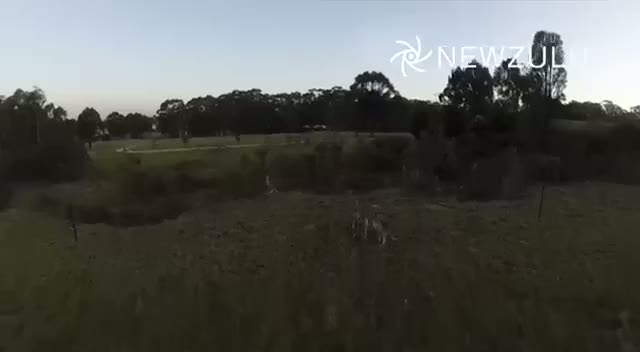 Uçan kamerayı gören kanguru bakın ne yaptı