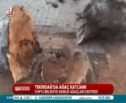 CHP'li Belediye Tekirdağ'da ağaç katliamı yaptı