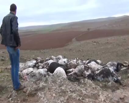 Yırtıcı hayvanlar çiftliğe saldırdı 45 koyun telef oldu