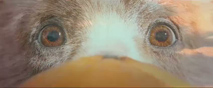 Ayı Paddington filminin fragmanı