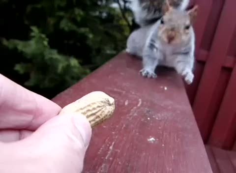 Kabuklu fıstığa hayır diyemeyen sincap