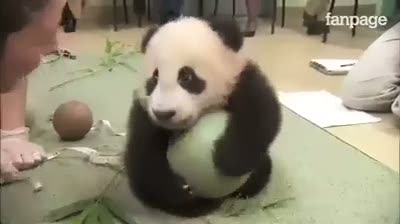 Bakıcılarıyla oyun oynayan minik panda