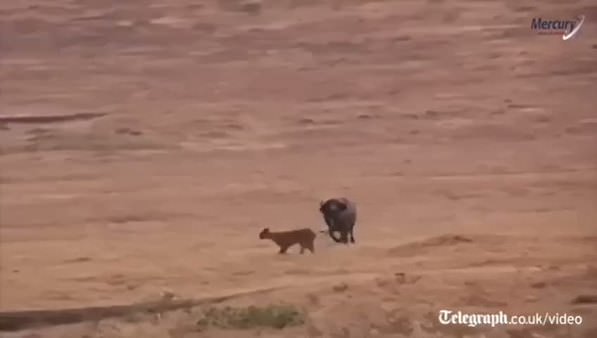 Anne bufalo yavrusunu aslanlardan böyle kurtardı