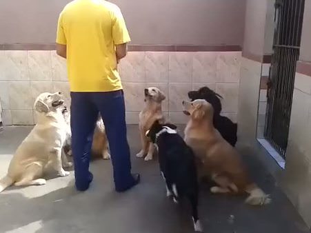 Köpeklerin inanılmaz yemek eğitimi