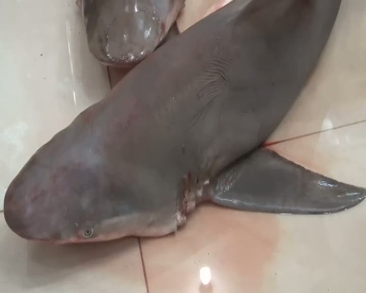 Akdeniz’de dev köpek balıkları yakalandı