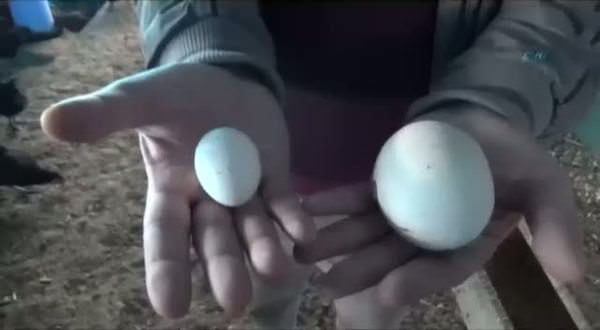 Osmaniye'de dev tavuk yumurtası!