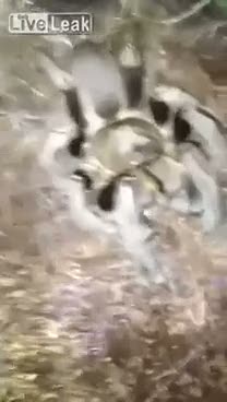 Tarantulanın önüne tırtıl atarsak ne olur?