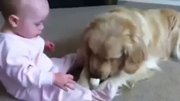 Köpekle savaşan minik bebek