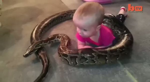 Bebeğin yılan ile tehlikeli oyunu