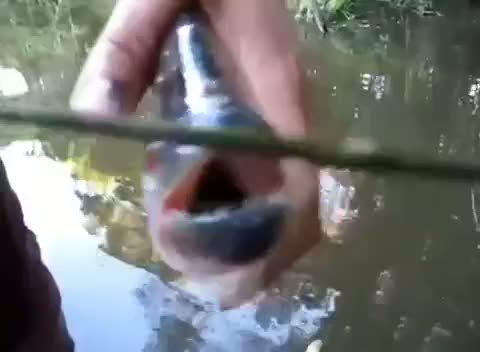 Pirana balığının diş keskinliği testi