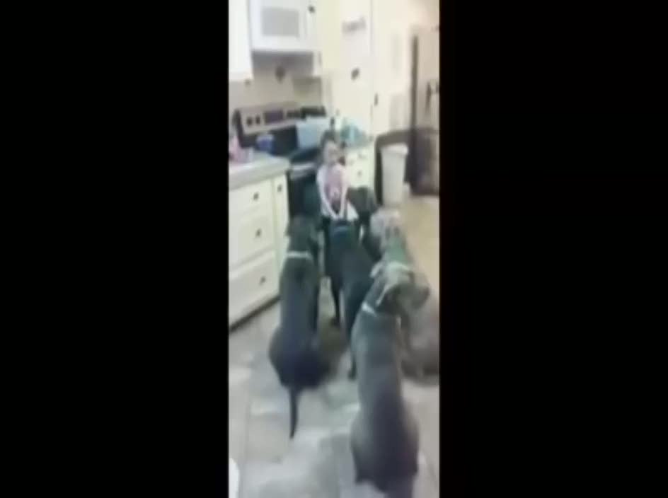 6 aç pitbull'u doyuran sevimli küçük kız