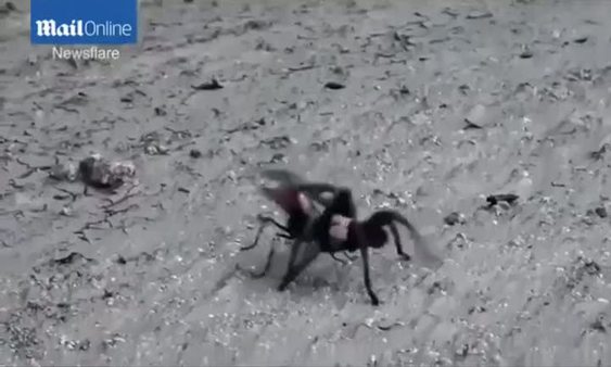Eşek arısıyla tarantulanın kavgası