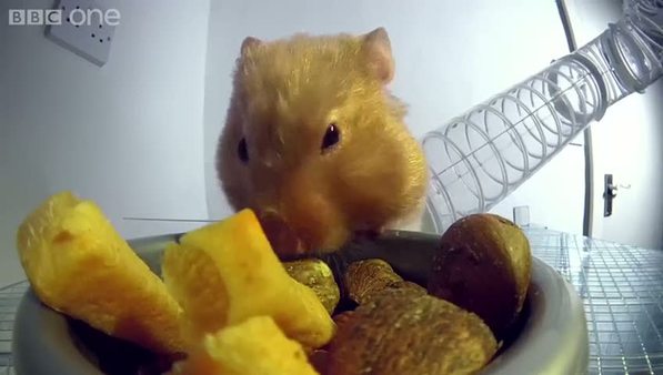 Sevimli hamster kuruyemişleri bakın nasıl yiyor