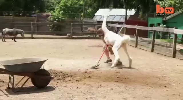 Kızgın lamayla sahibinin ilişkisi güldürdü