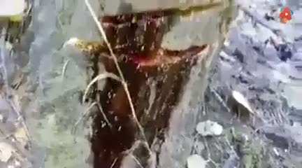 Kesilen ağaç resmen kan ağladı