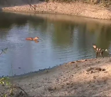 Vahşi köpeklerin impala avı