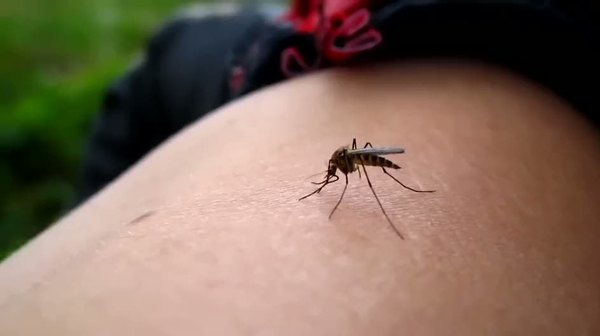 Sivrisinekler kanımızı nasıl emer?