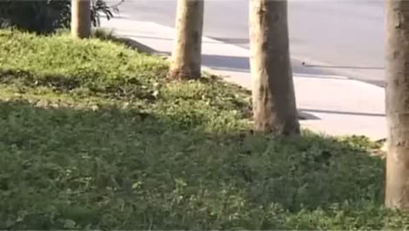 Ağacın altına gömülen cisim polisi alarma geçirdi
