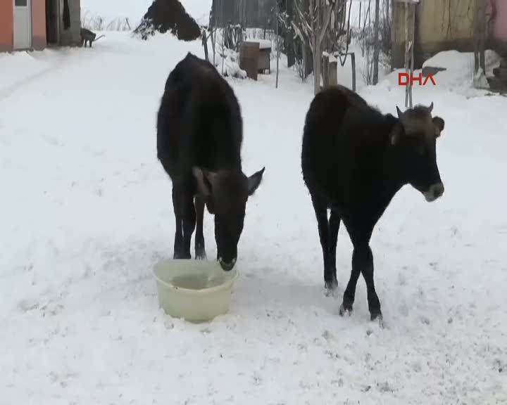 Muş'ta dereceler dondu