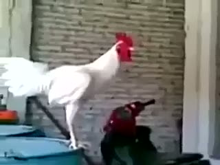 Tam ötecekken gülen horoz