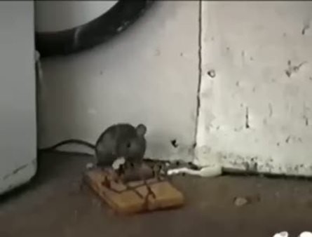 Çin malı fare kapanı