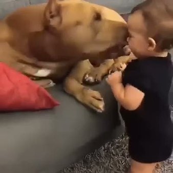 Köpek ile bebeğin karşılıklı öpüşmesi