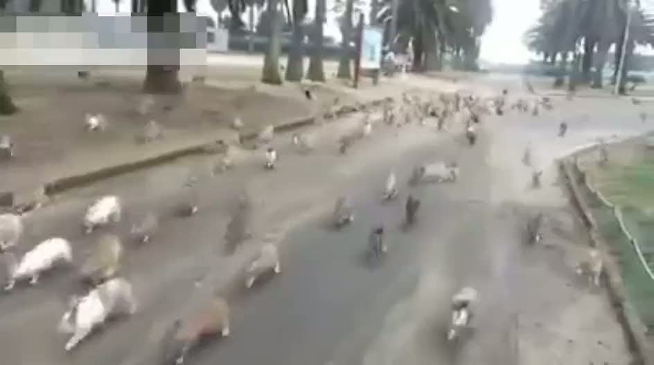 Tavşan ordusu besleyen kız