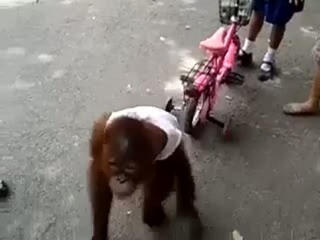 Sütünü bebekle paylaşmayan maymun