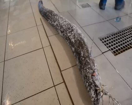 2 metrelik müren balığı yakaladılar