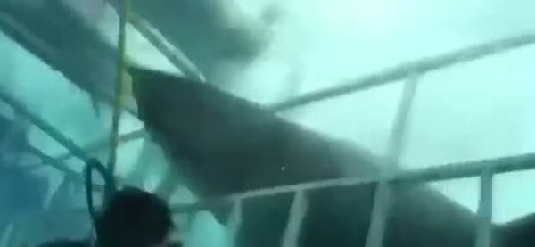 Köpek balığı saldırısına uğrayan dalgıç