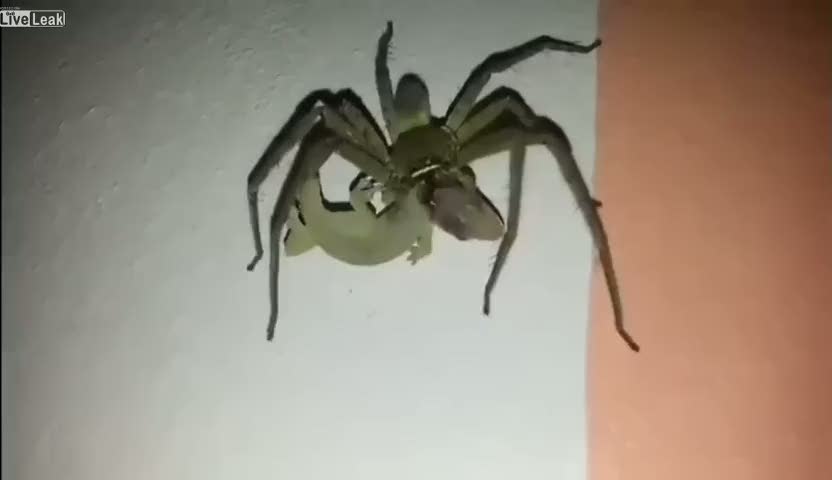 Kertenkeleyi canlı yiyen dev örümcek